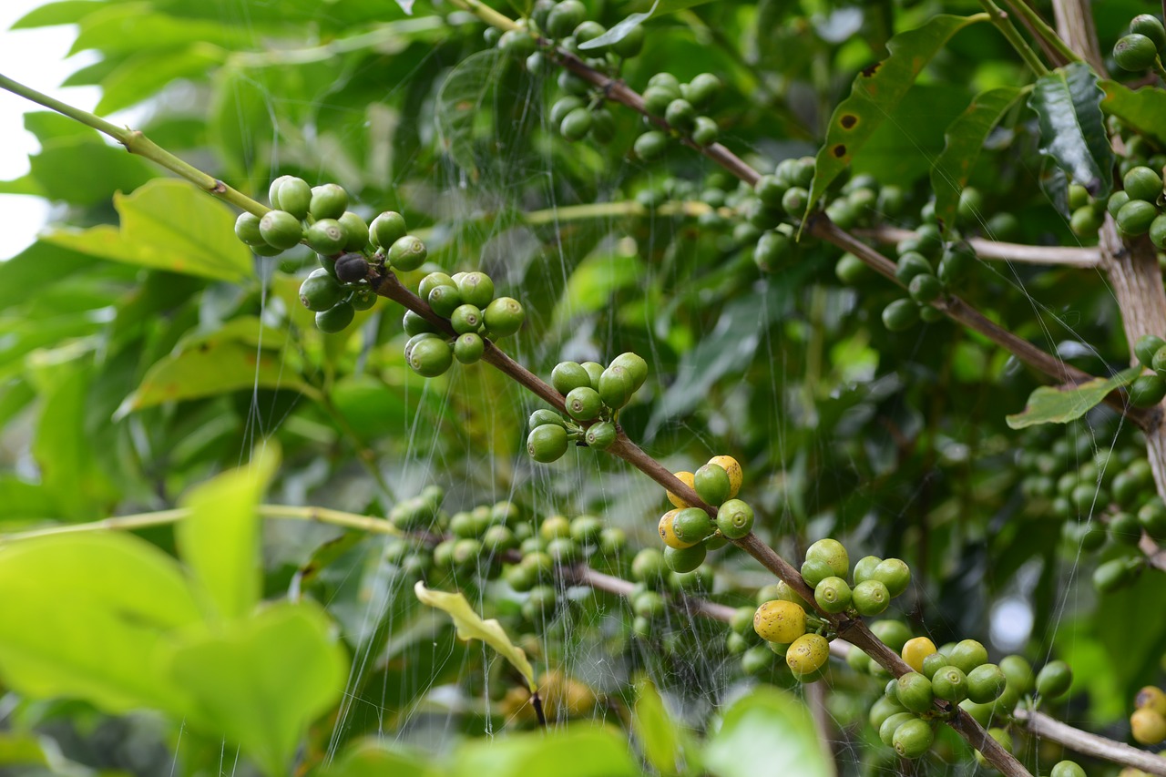 coffee coffee tree spider web free photo