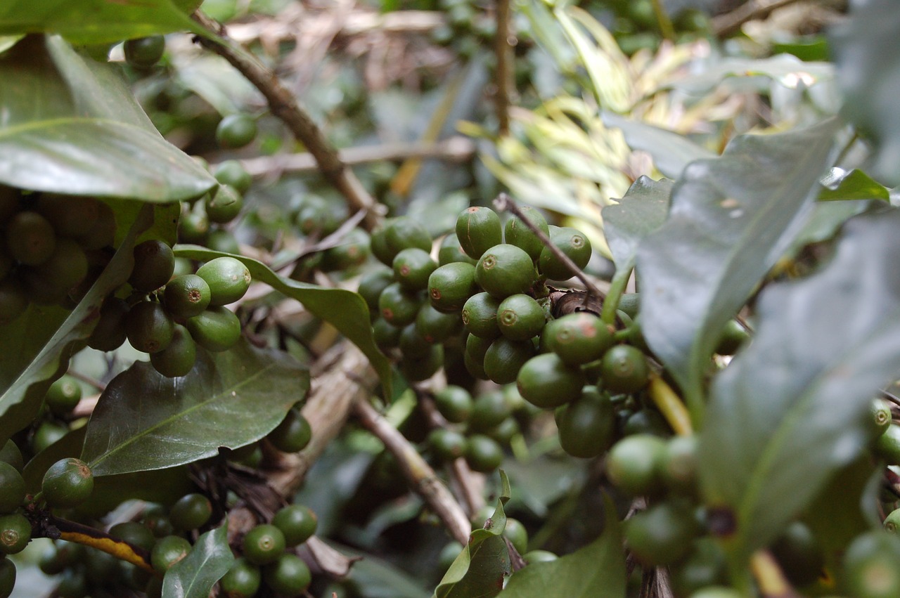 coffee plantation green coffee free photo