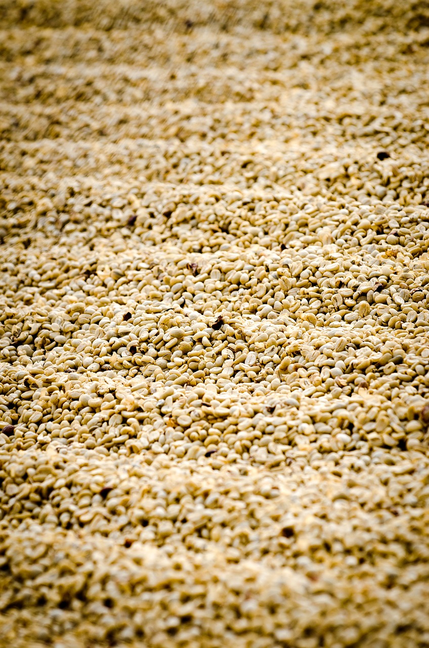 coffee coffee drying guatemala coffee free photo
