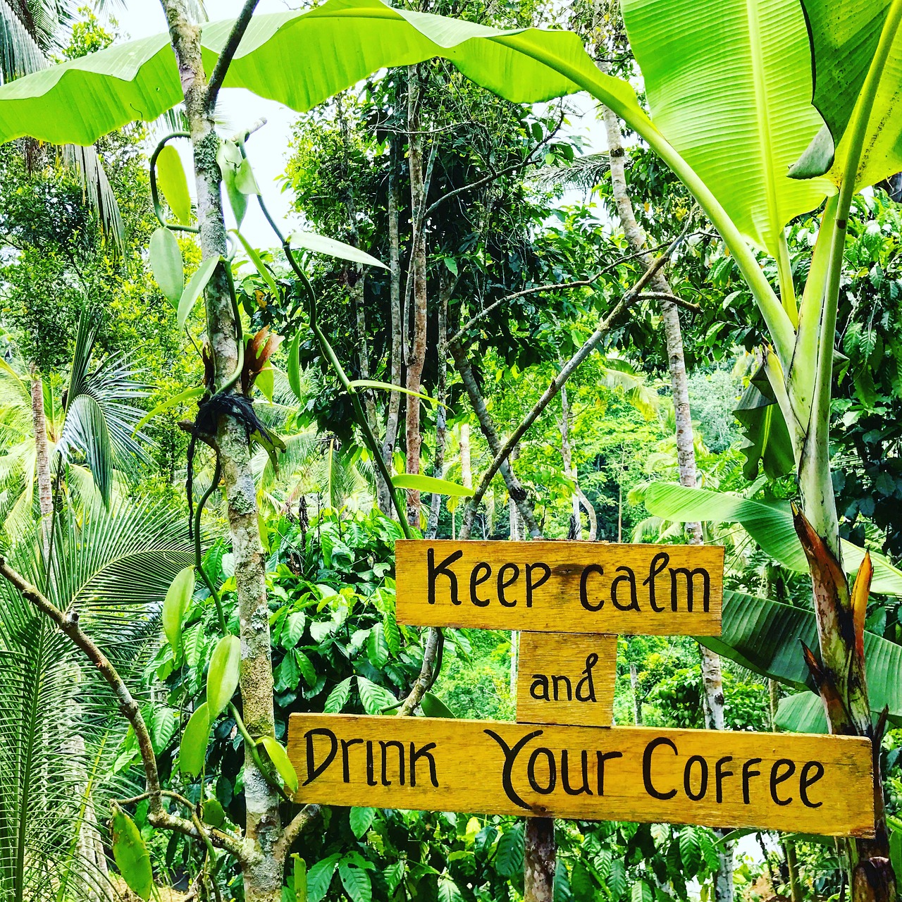 coffee palm trees jungle free photo