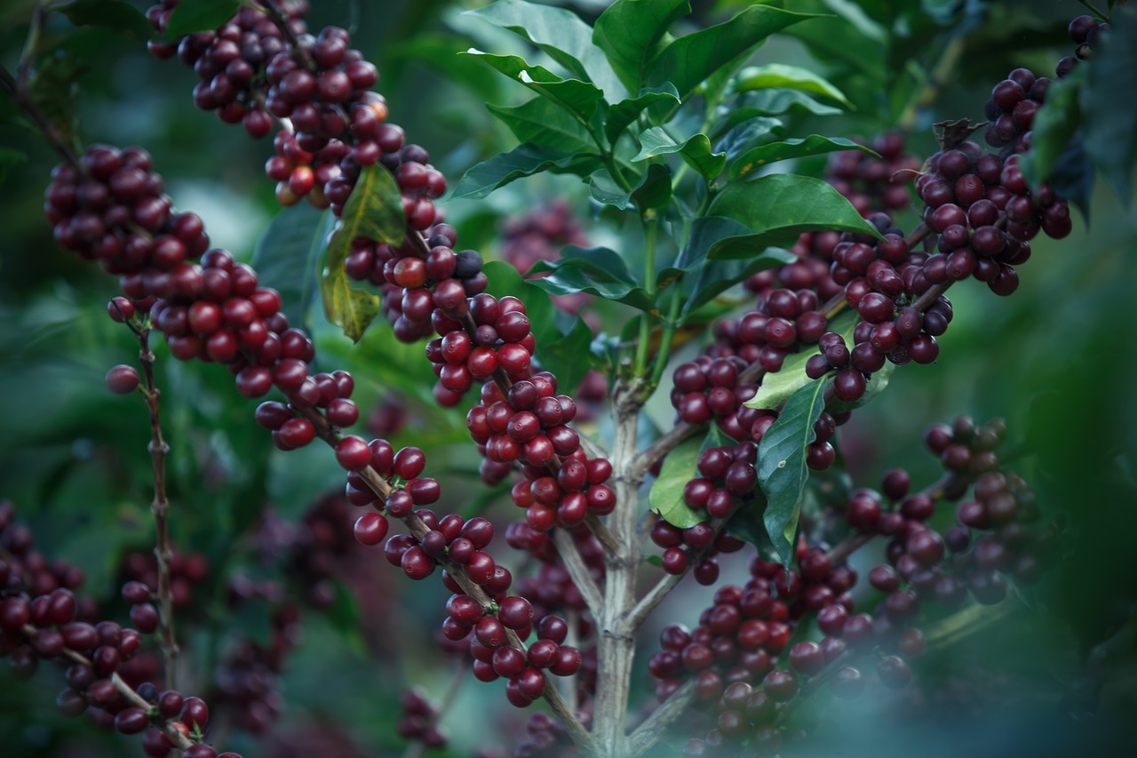 coffee coffe coffee beans free photo