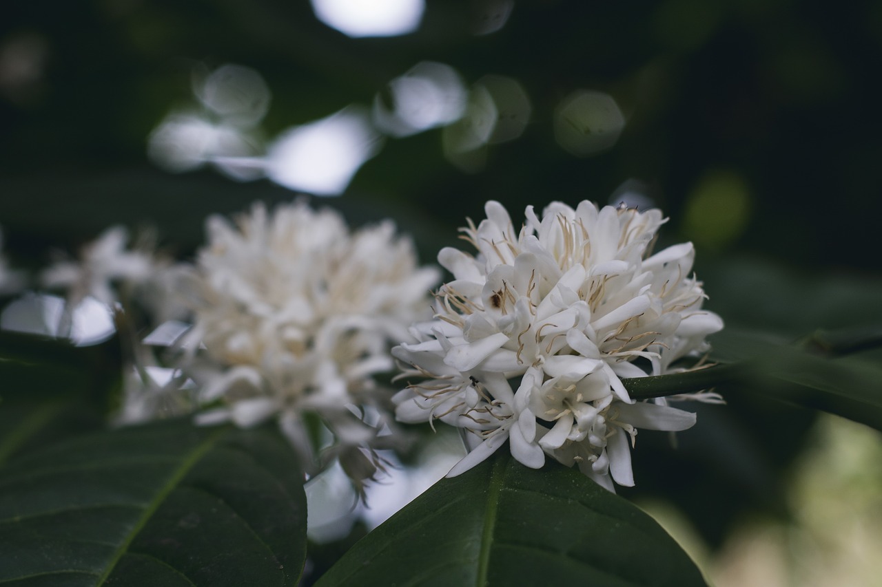 coffee plant green free photo