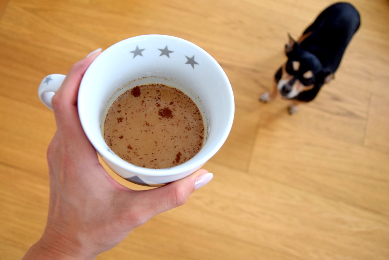 coffee dog caffeine free photo
