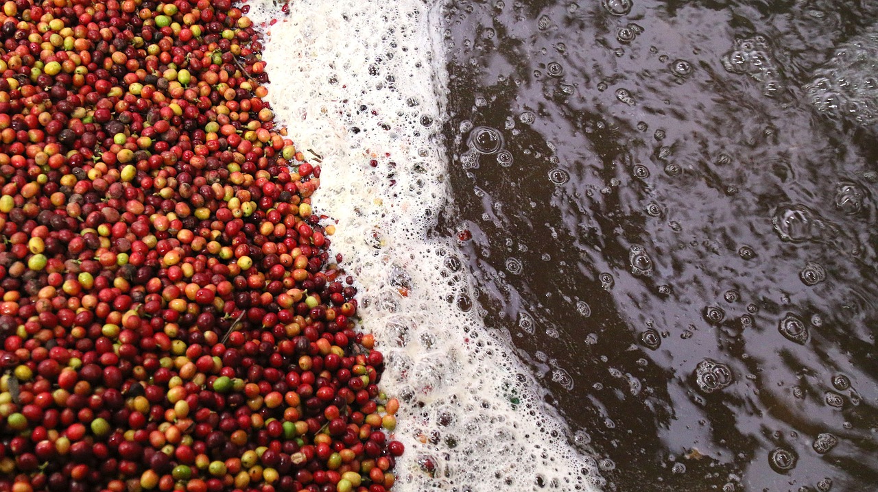 coffee processing coffee wet process free photo
