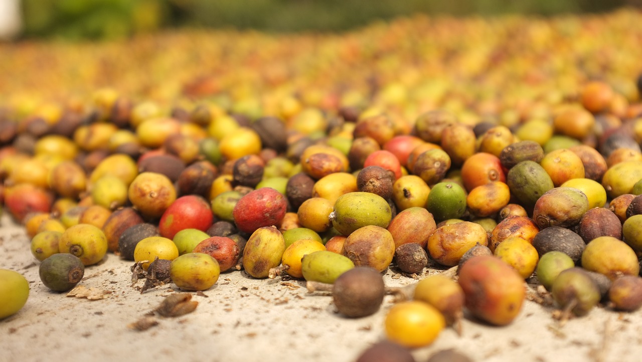 coffee coffee beans arabica free photo