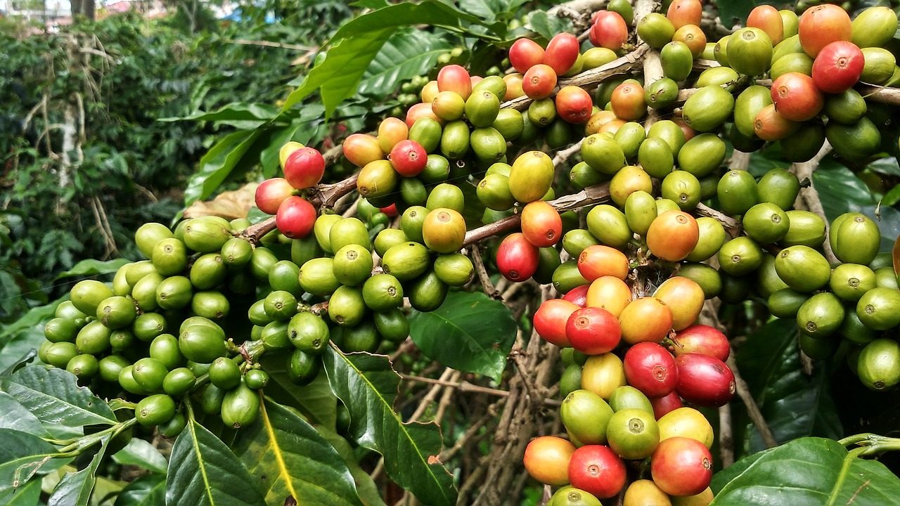 coffee arabica arabica gayo free photo