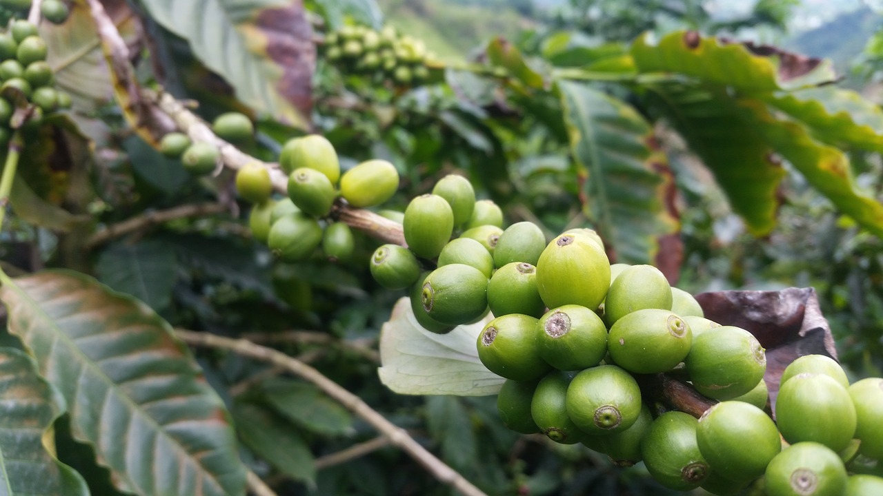 coffee colombia coffee bean free photo