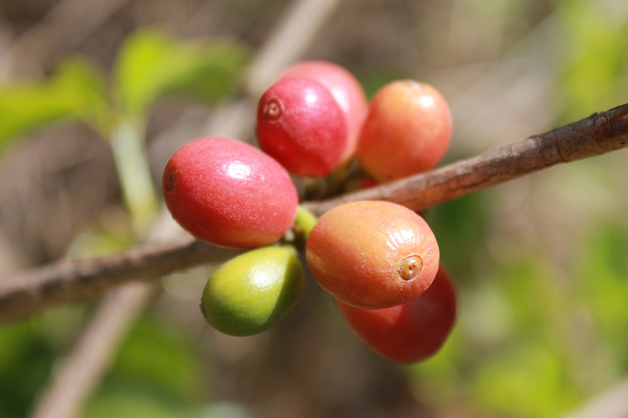 coffee coffee bean grain free photo