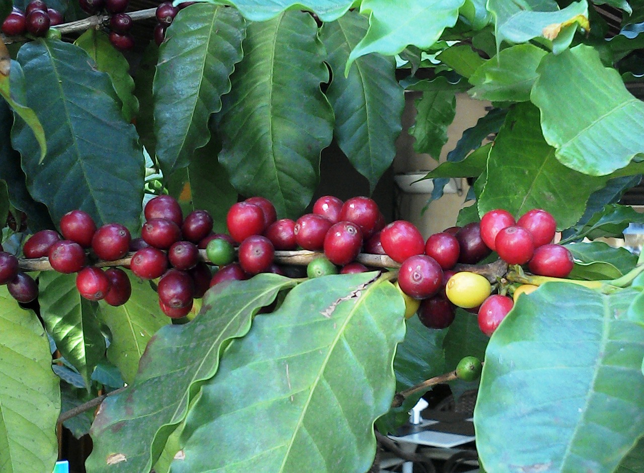 coffee foot of coffee coffee fruit free photo