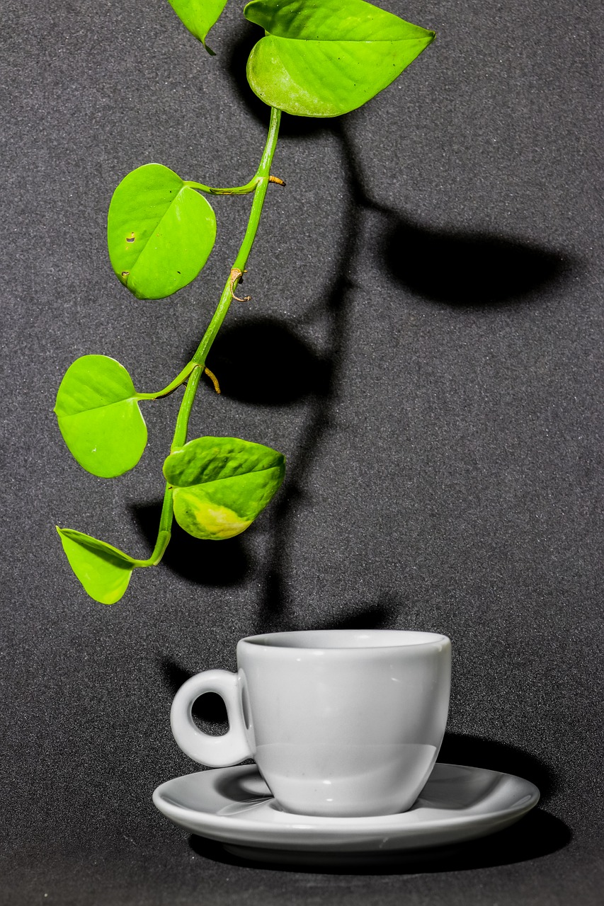 coffee  leaf  green free photo