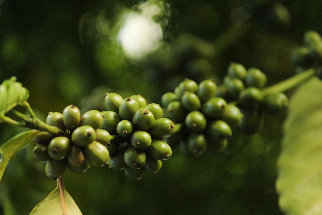 coffee  coffee bean  beans free photo