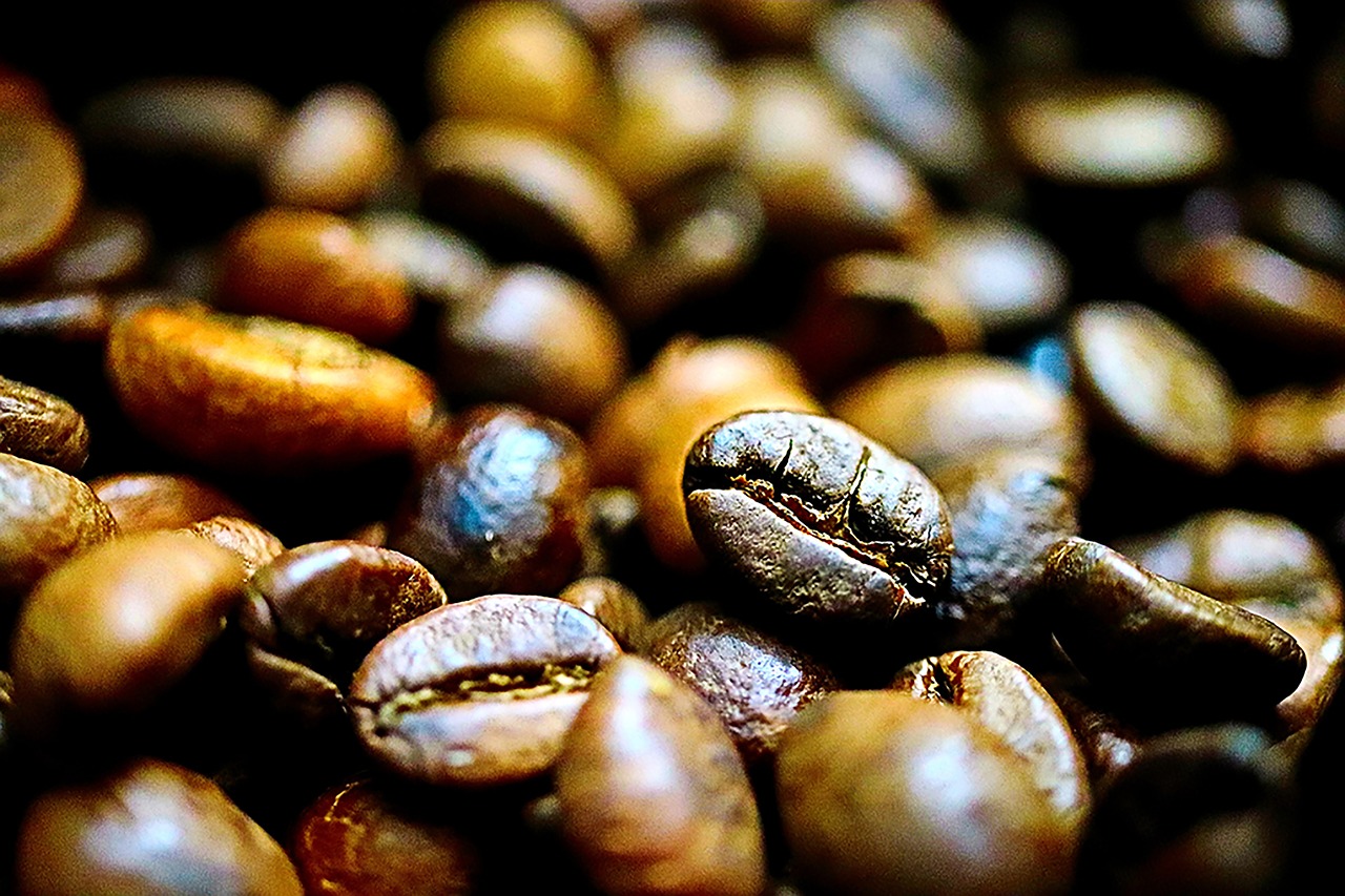 coffee  bean  tabitha free photo