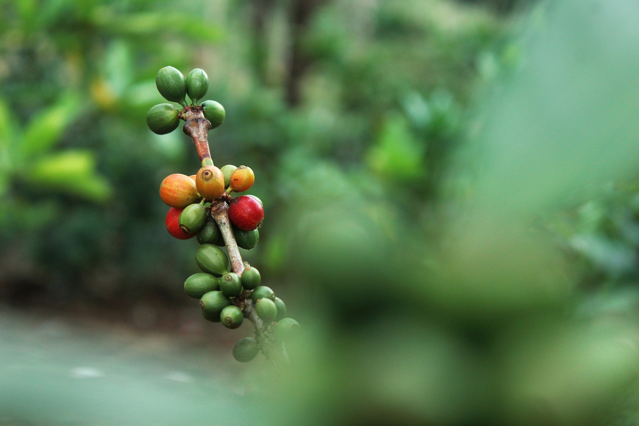 coffee  nature  plant free photo