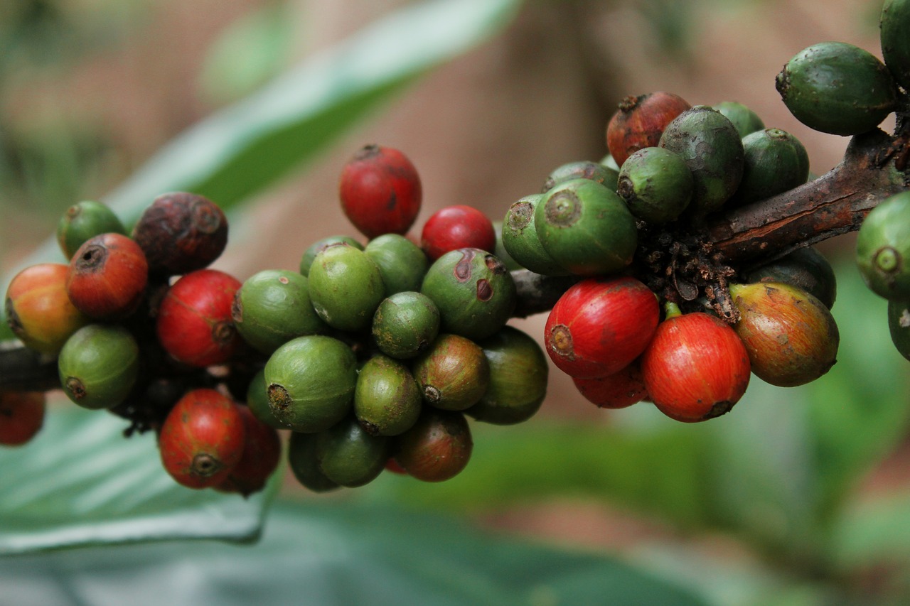 coffee  nature  plant free photo