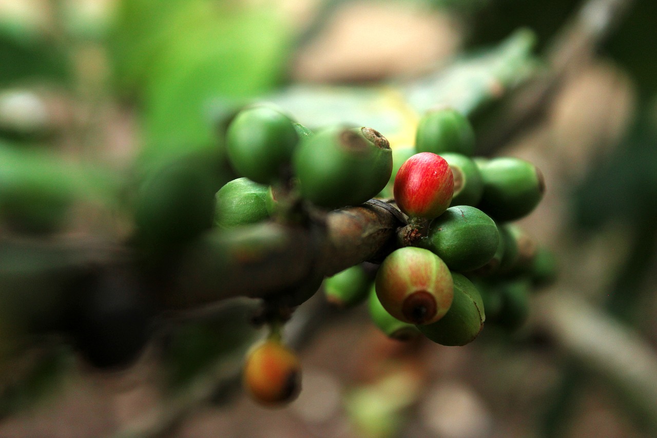 coffee  nature  plant free photo