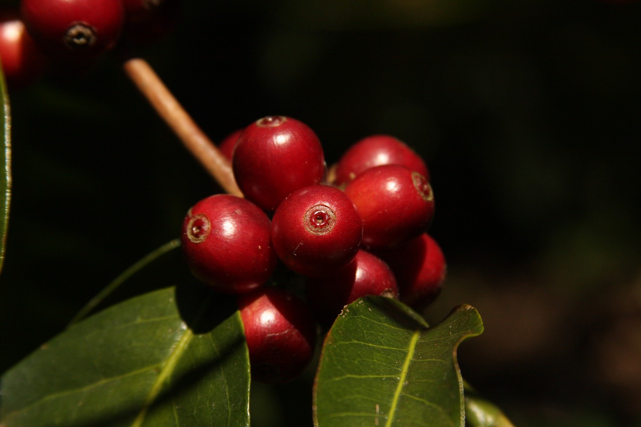 coffee  natural  color free photo