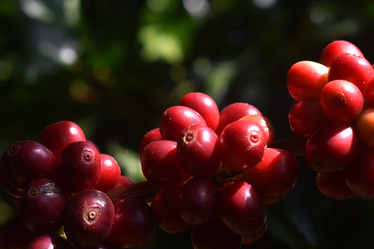 coffee  fruits  red free photo
