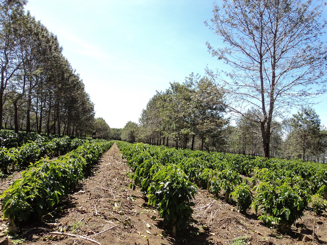 coffee plantation coffee plantation free photo