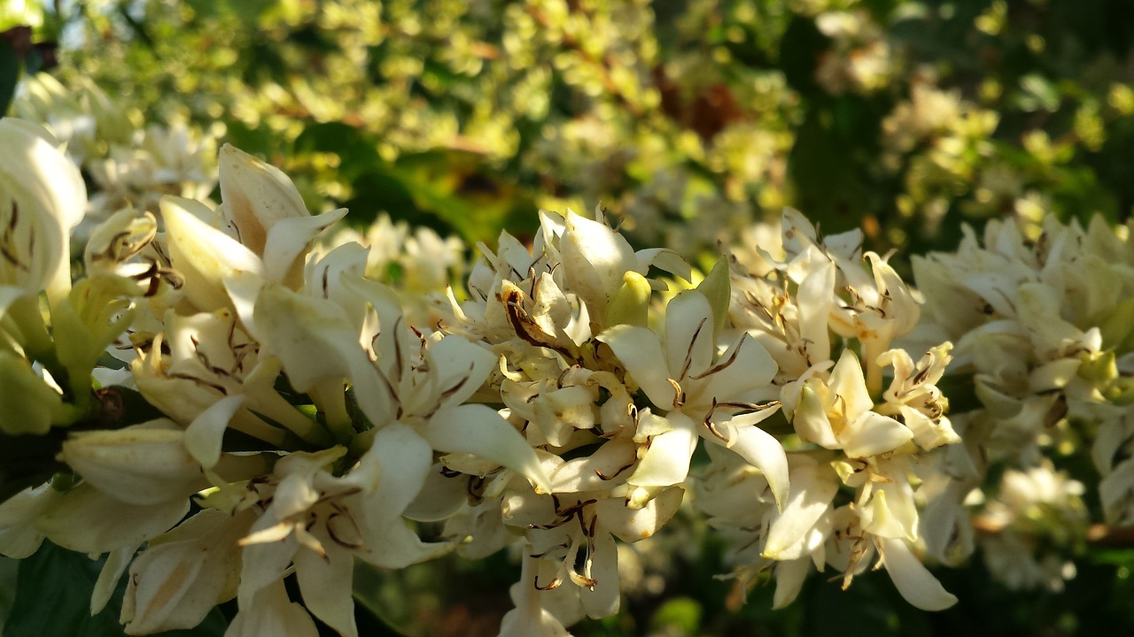 coffee flower blooming free photo