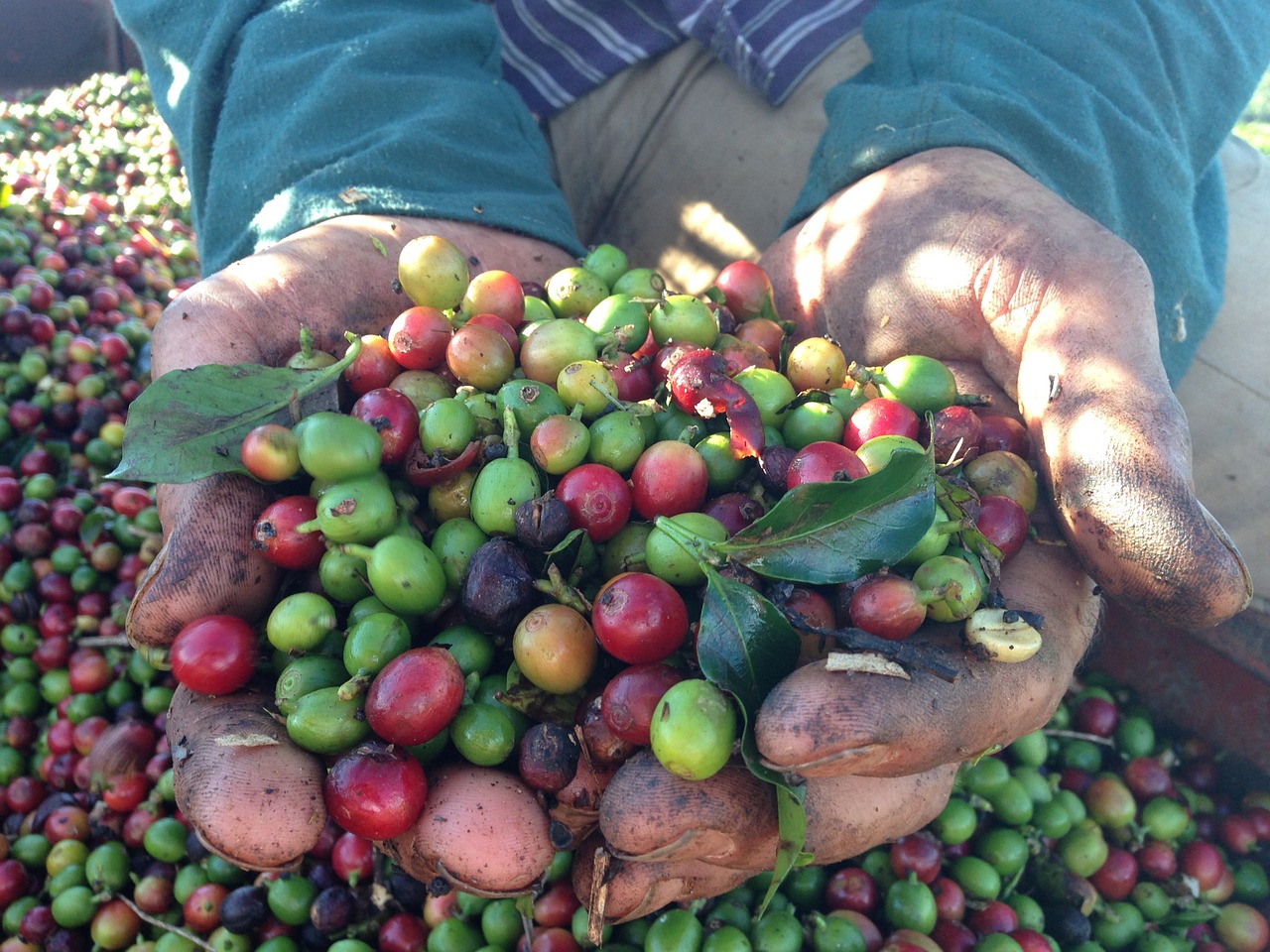 coffee hand harvest free photo