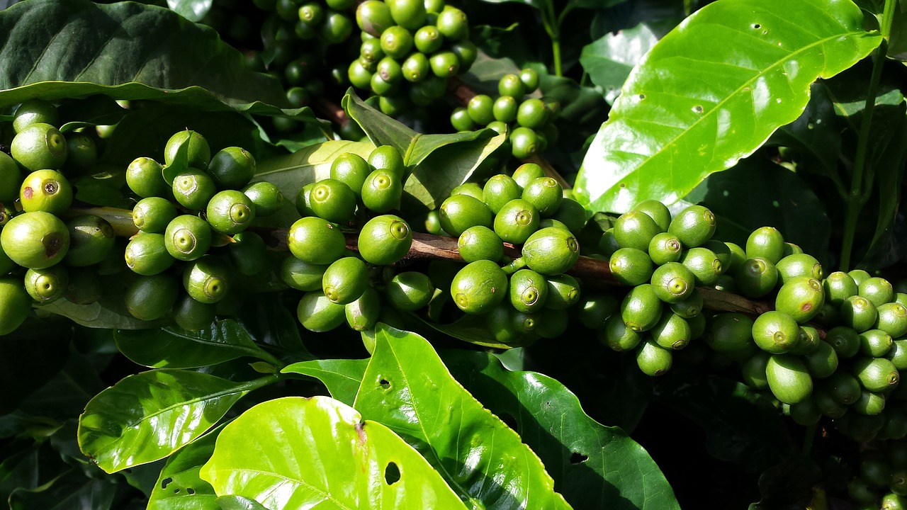 coffee coffee tree fruit free photo