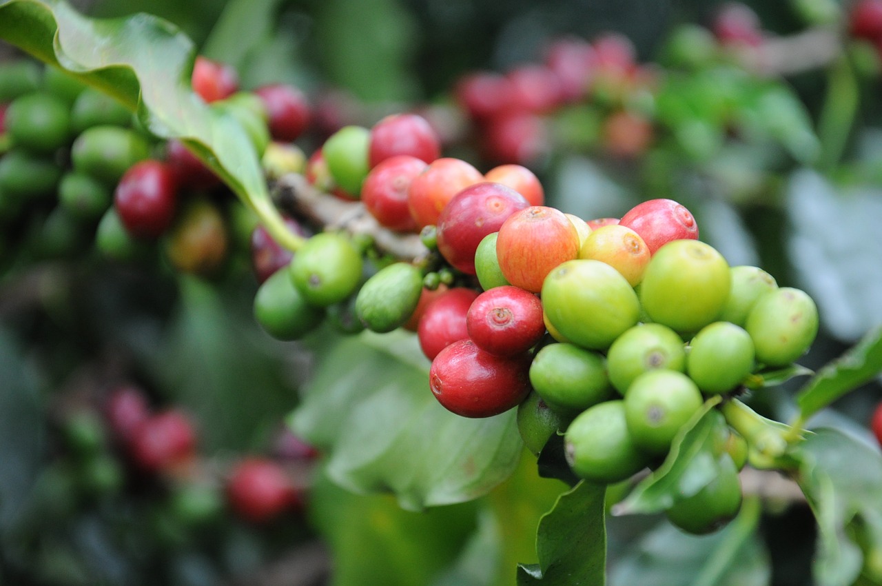 coffee grain coffee bean free photo