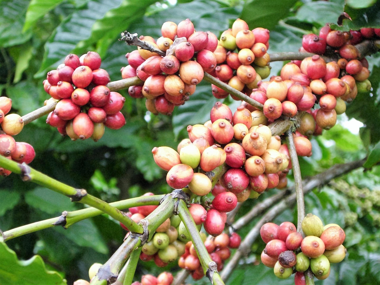 coffee bean food agriculture free photo