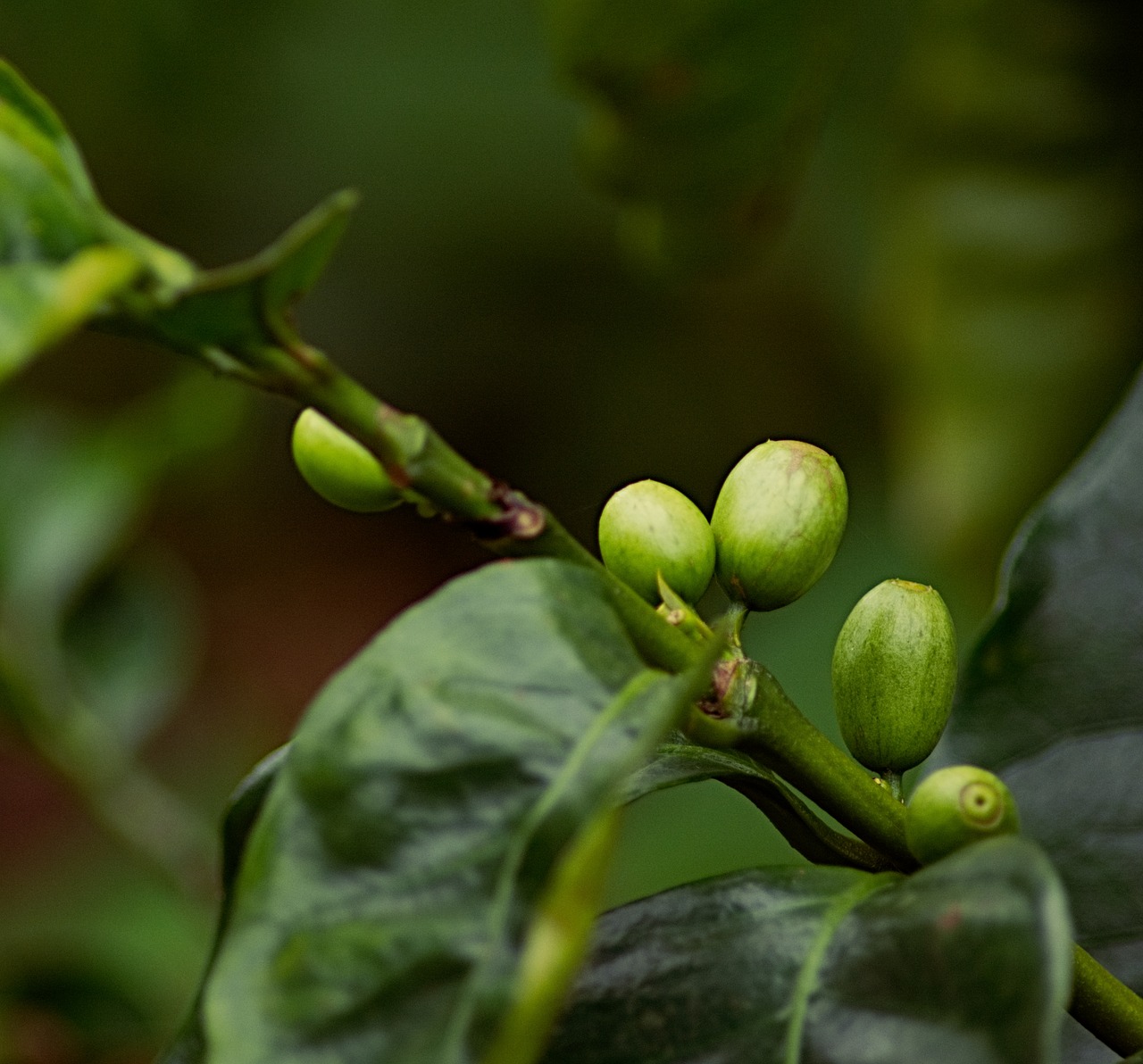 coffee bean coffee plant free photo
