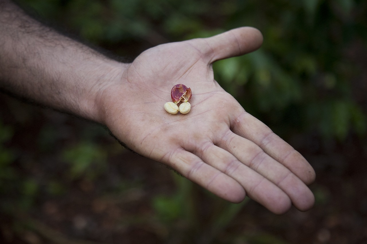 coffee beans coffee plantation plantation free photo