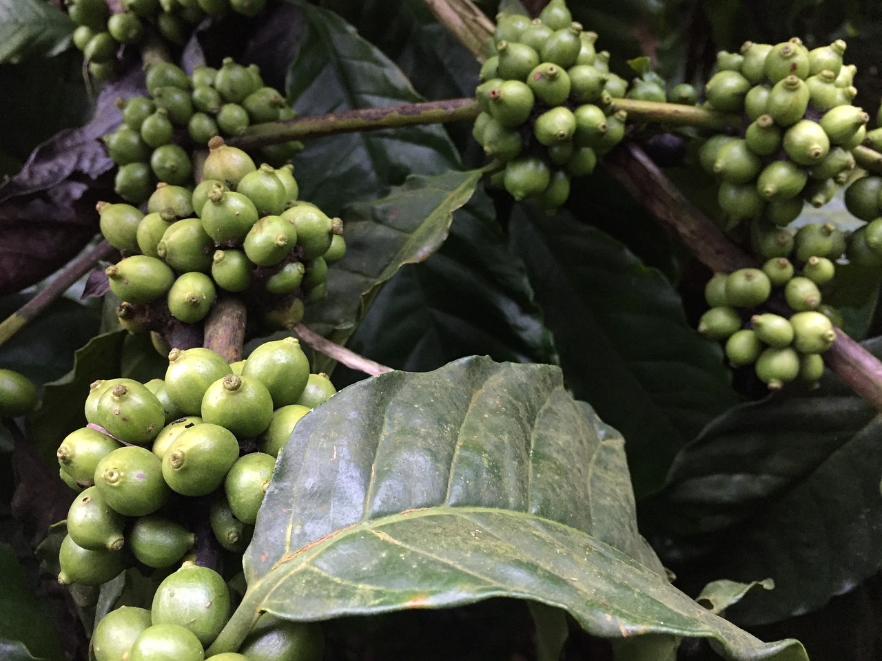 coffee beans plant coffee free photo