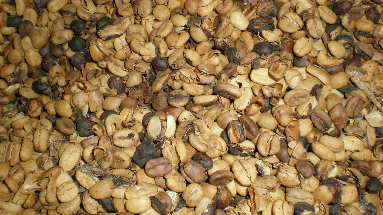 coffee beans coffee roasted free photo