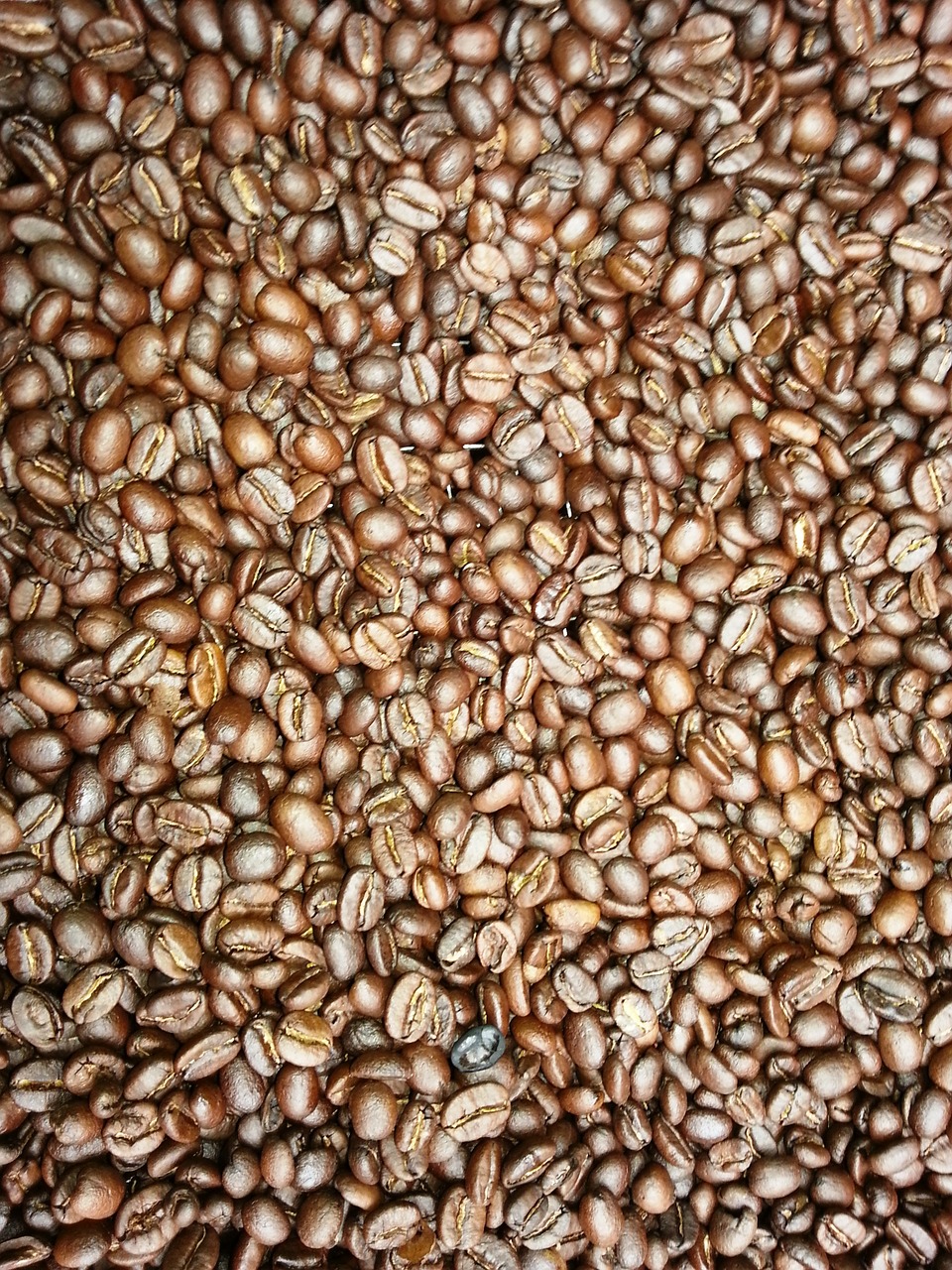 coffee beans fresh coffee tanzania free photo