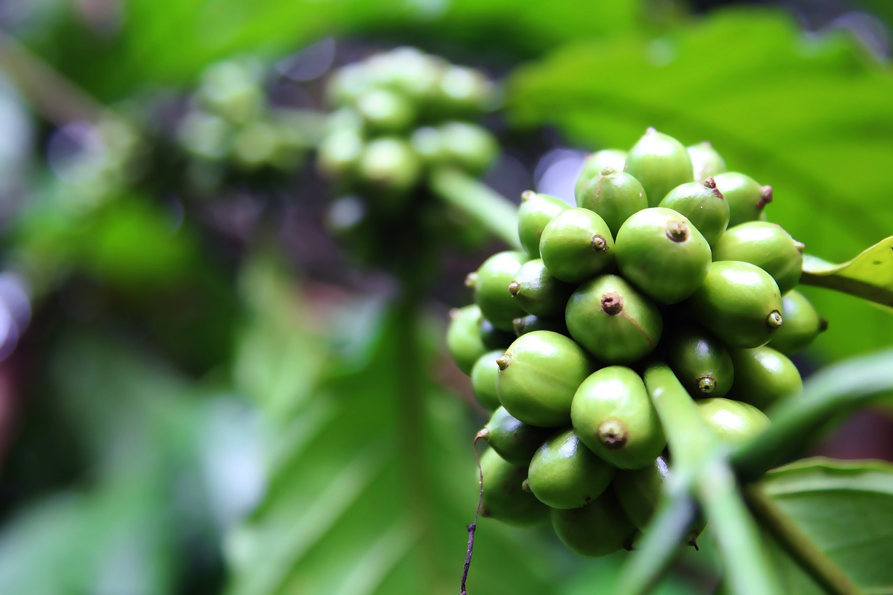 coffee beans  coffee  caffeine free photo