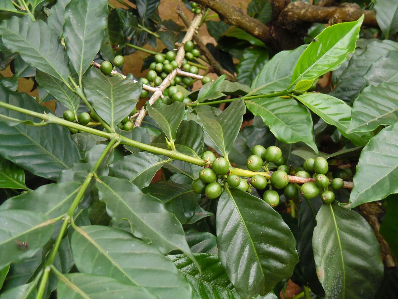 coffee farming moshi tanzania free photo