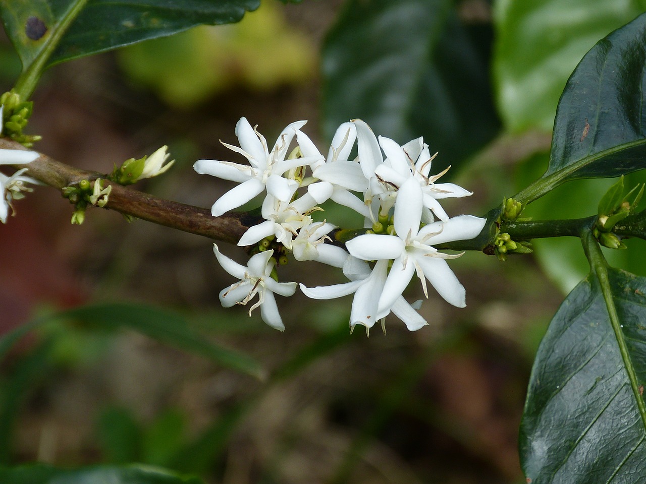 coffee flower coffee shrub coffee free photo