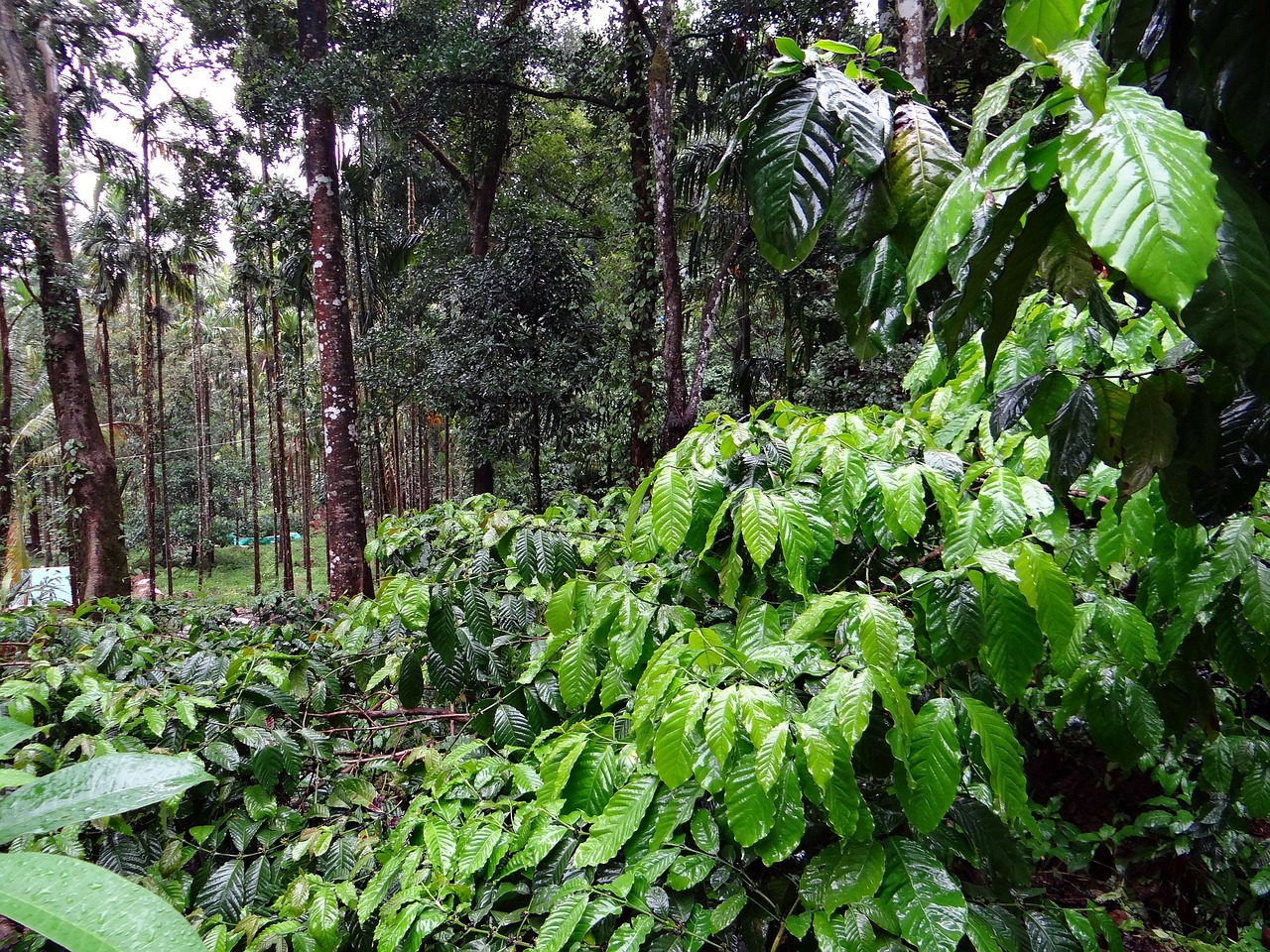 coffee plantation coffea robusta madikeri free photo