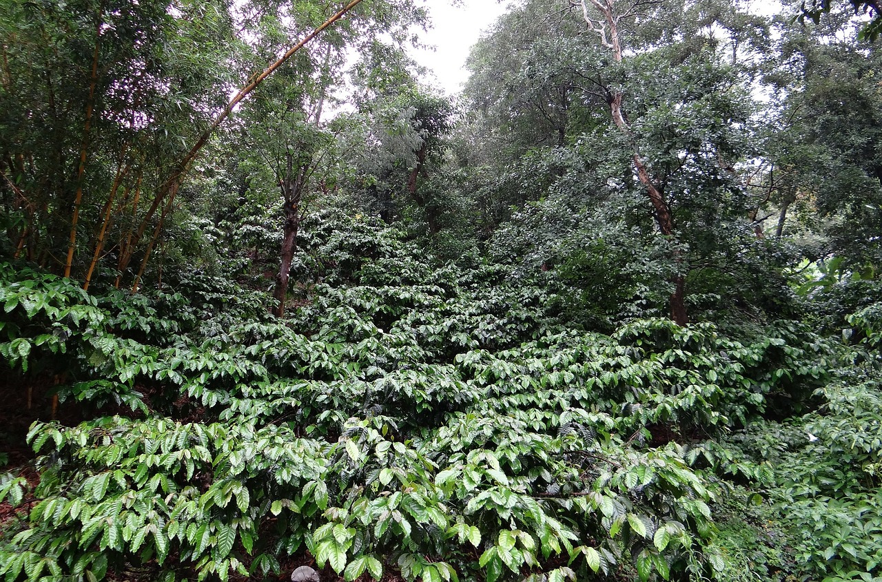 coffee plantation coffea robusta rain soaked free photo