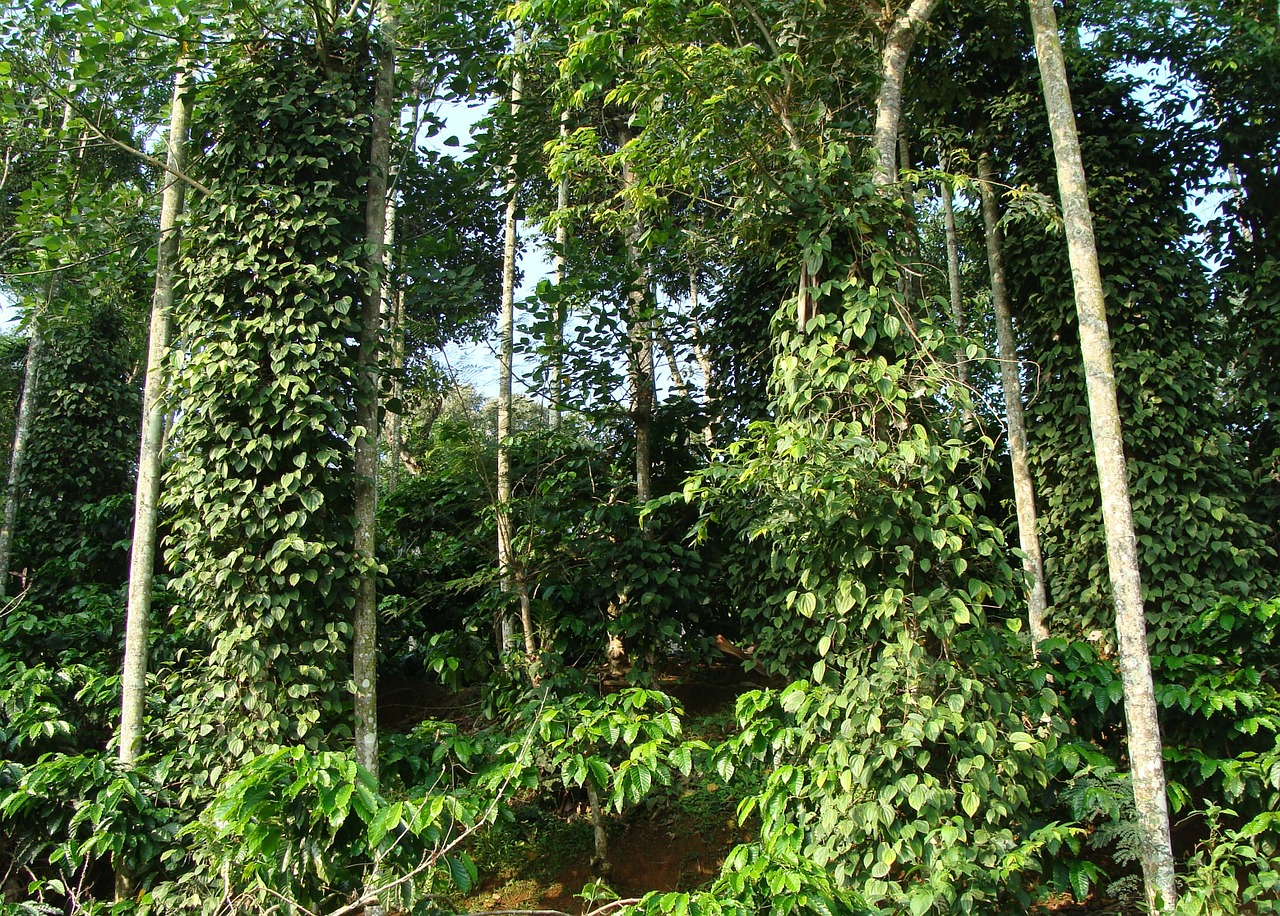 coffee plantation coffea robusta black pepper vine free photo