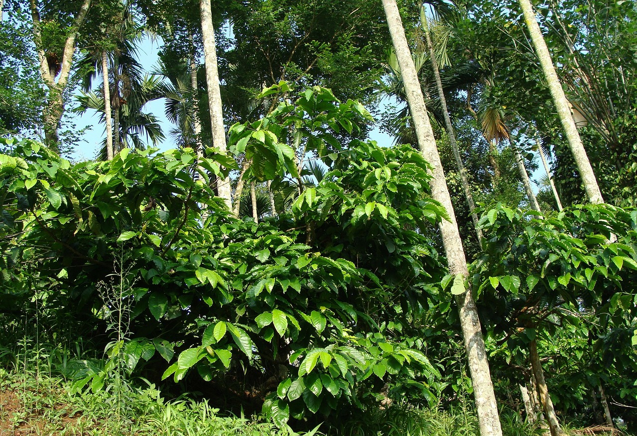 coffee plantation coffea robusta areca palms free photo