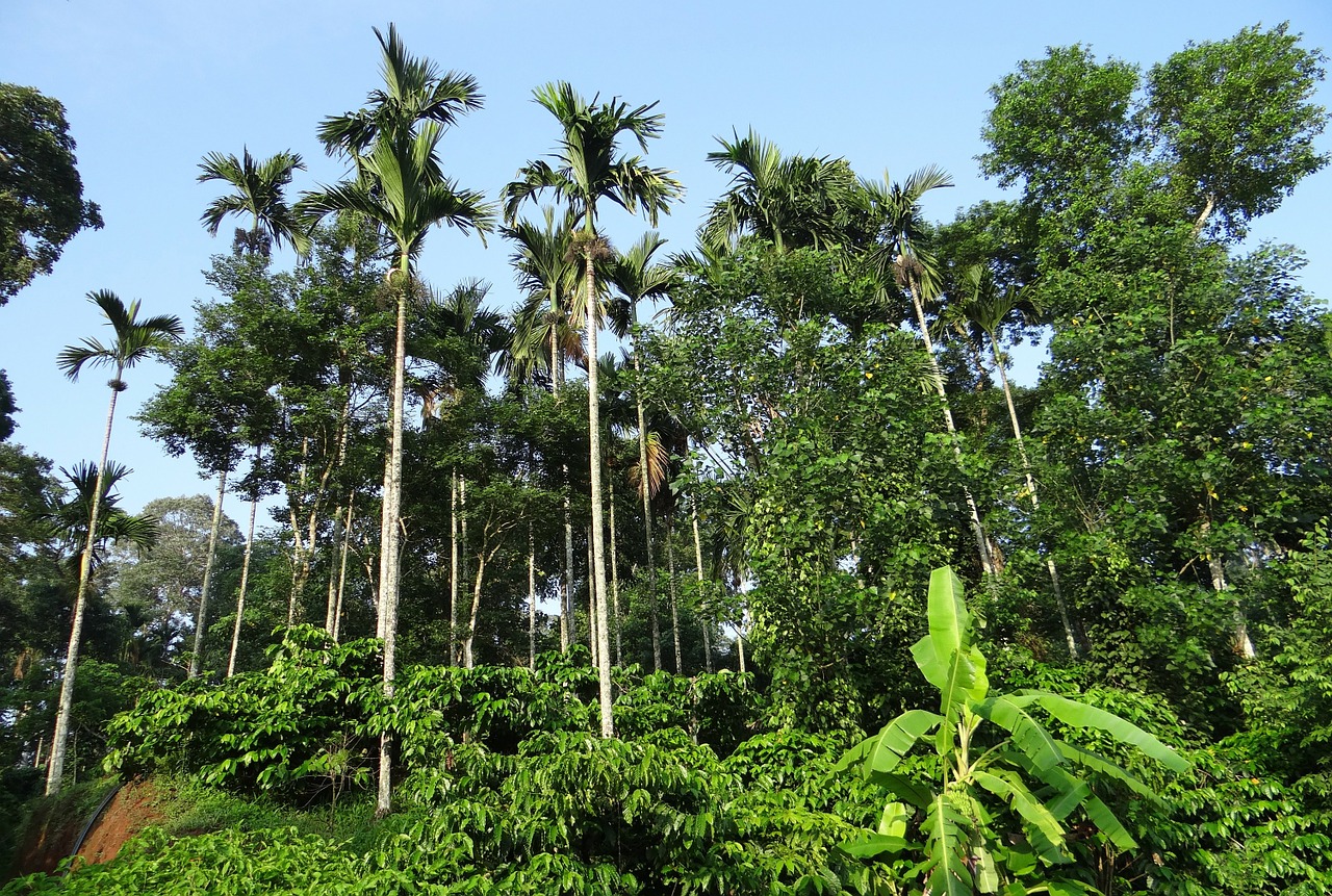 coffee plantation hills areca palms free photo