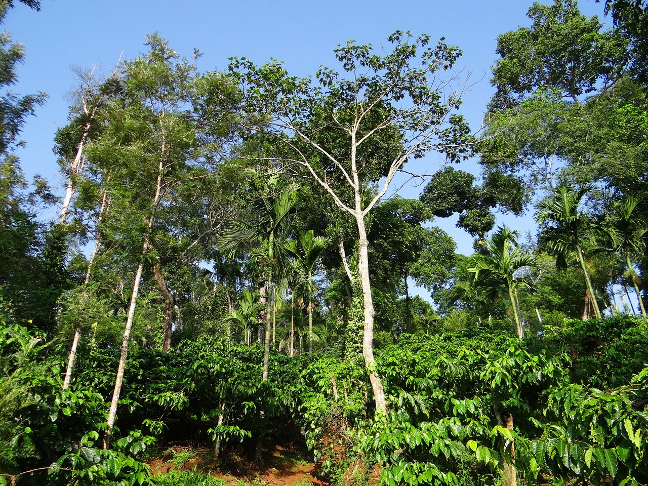 coffee plantation hill slope shady trees free photo