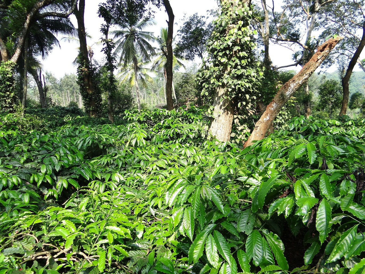 coffee plantation coffea robusta ammathi free photo