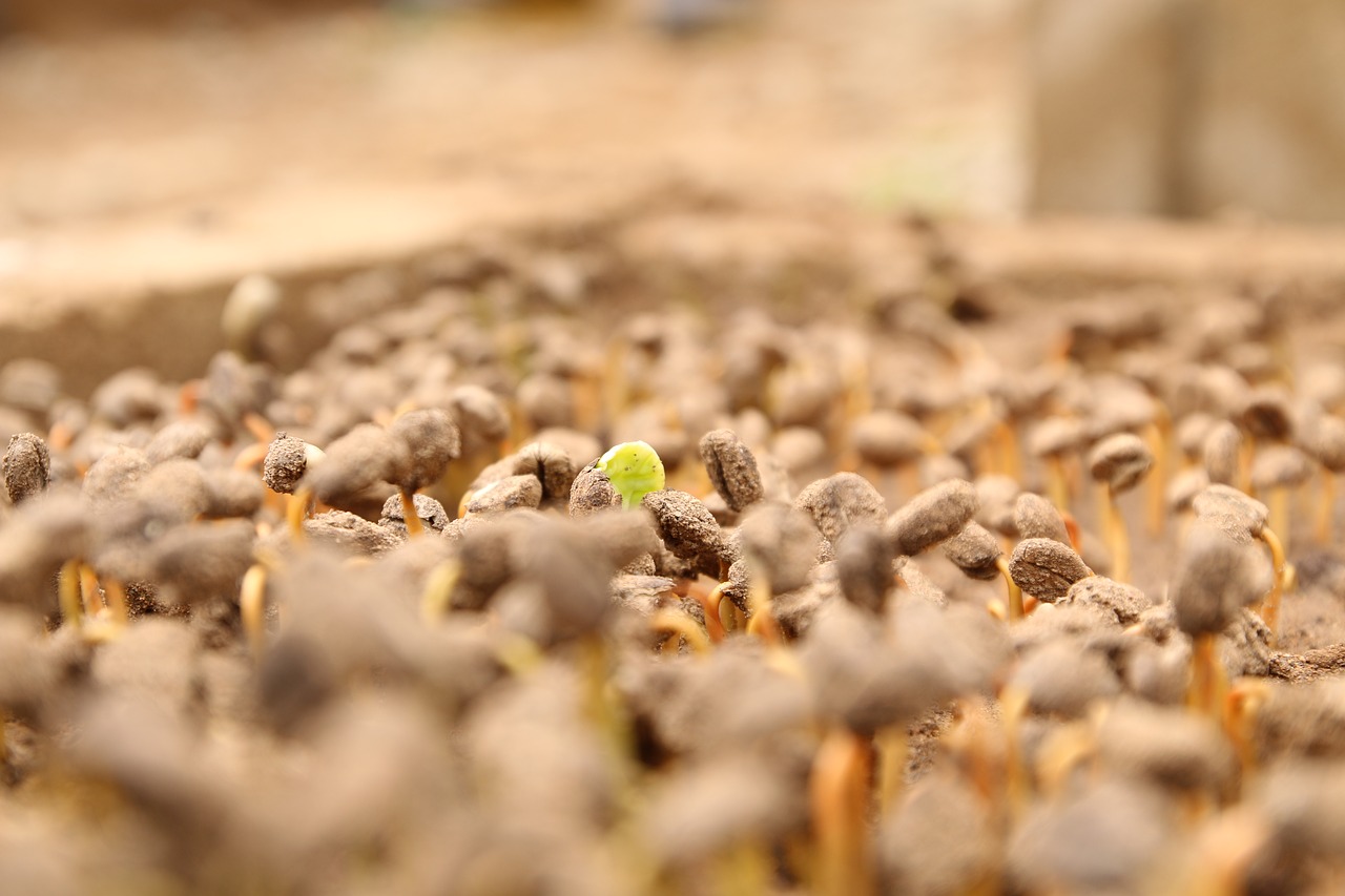 coffee seed coffee coffee bean free photo