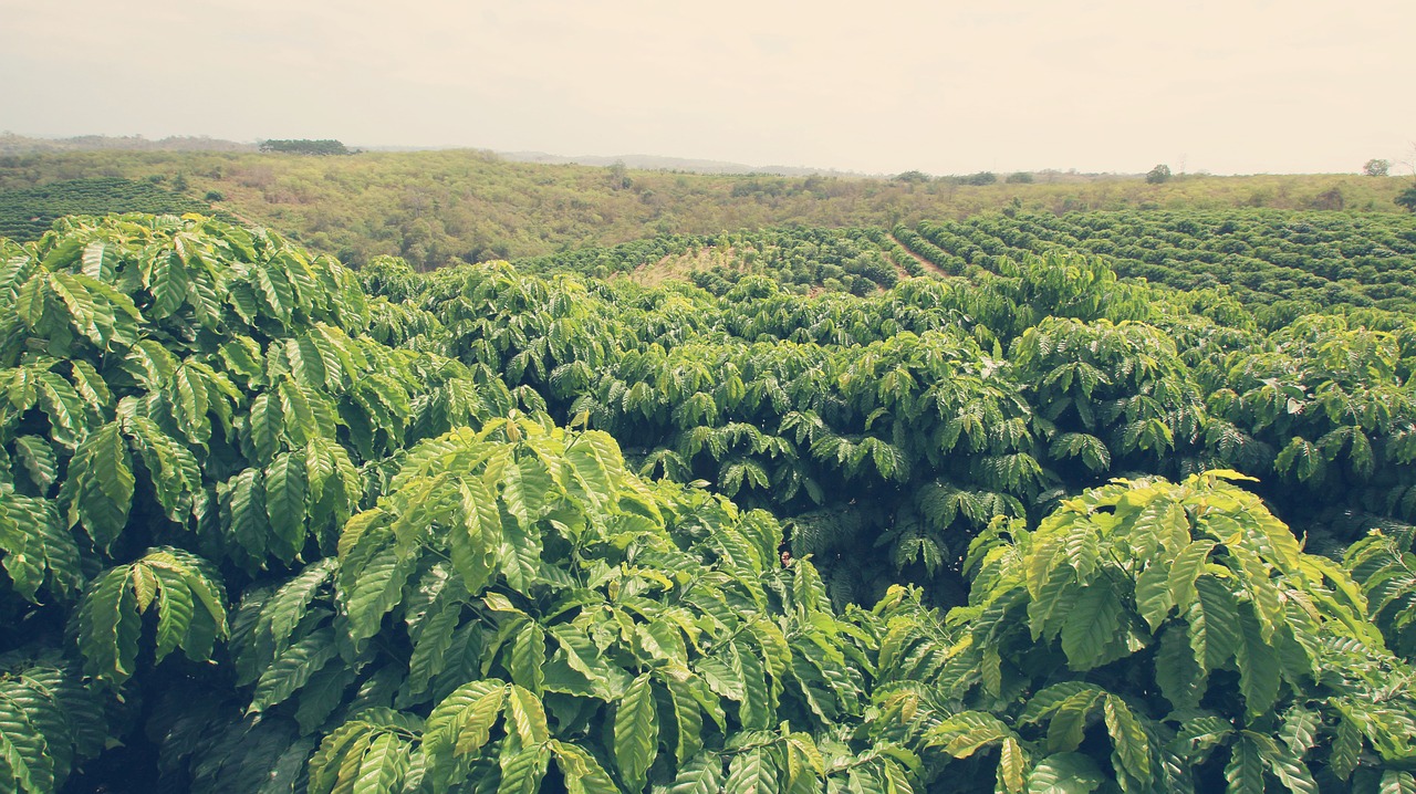 coffee tree coffee land coffee free photo