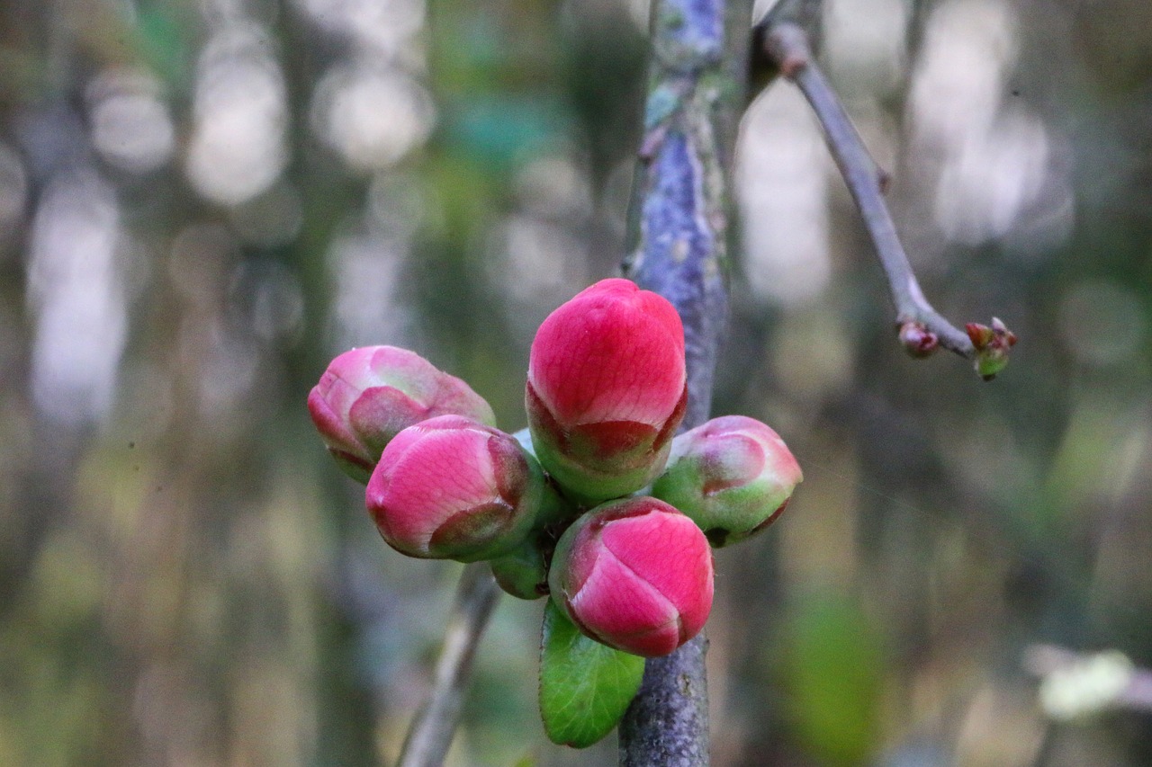 cognacier of japan shrub flowers free photo