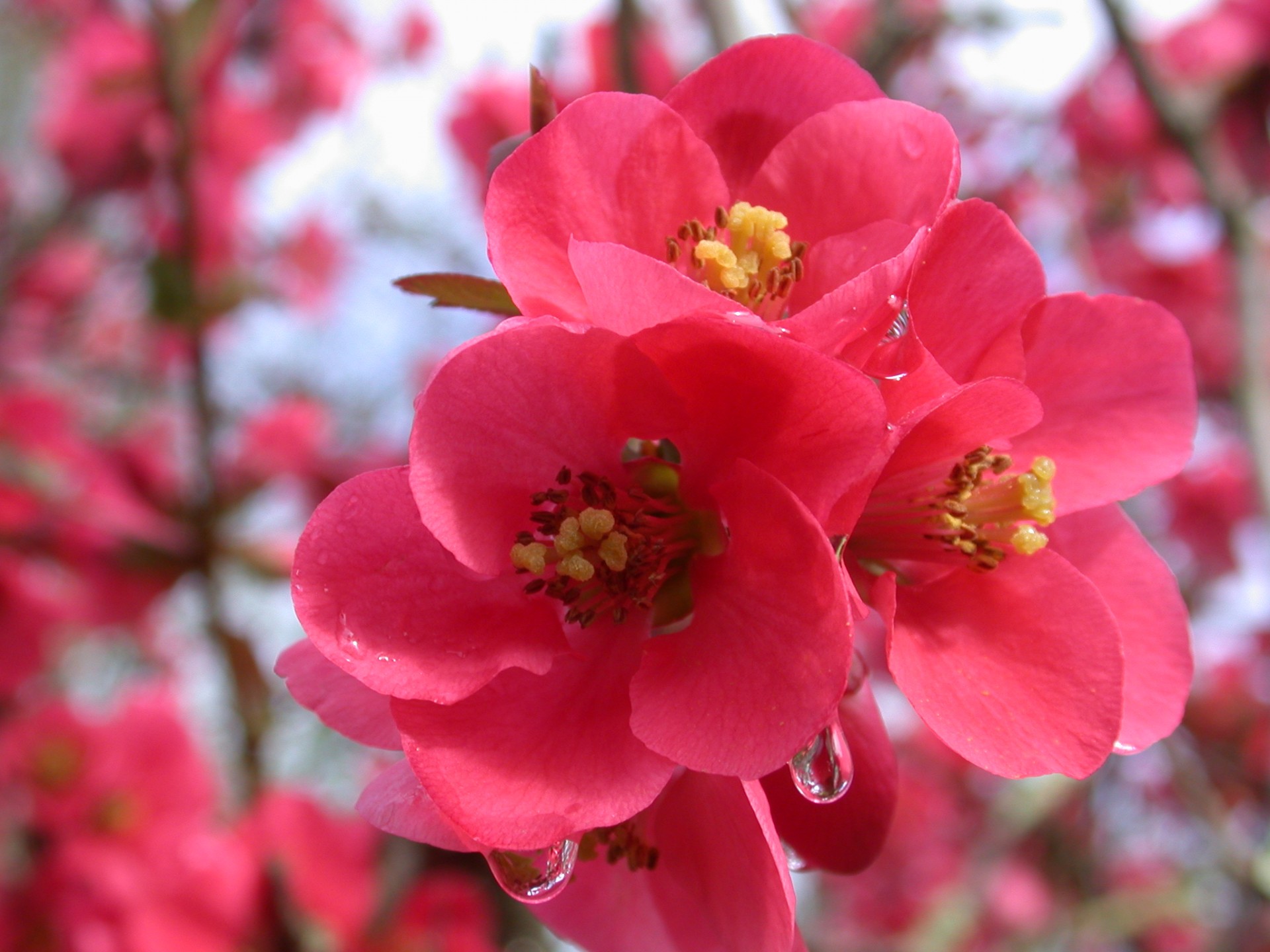 flowers quince apple free photo