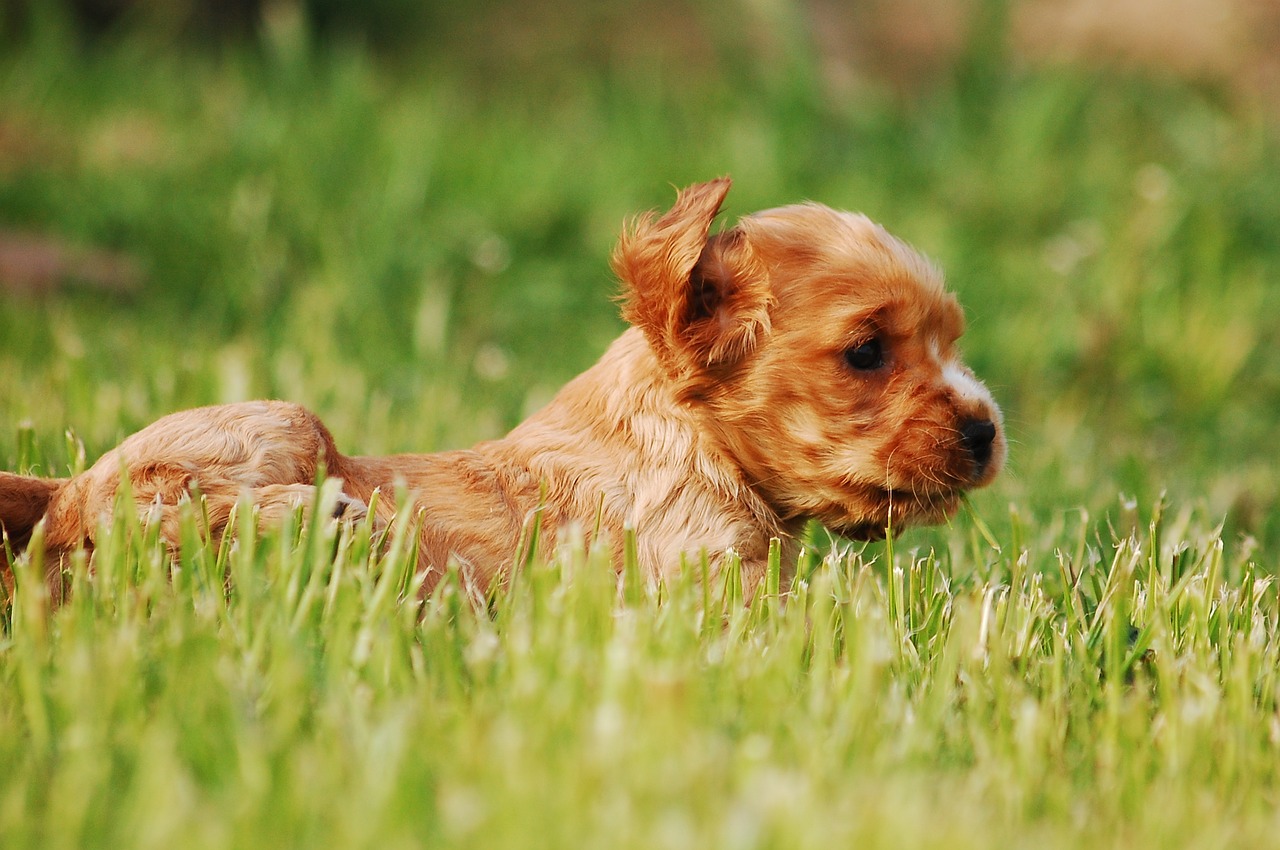 coker spaniel cocker spaniel english free photo