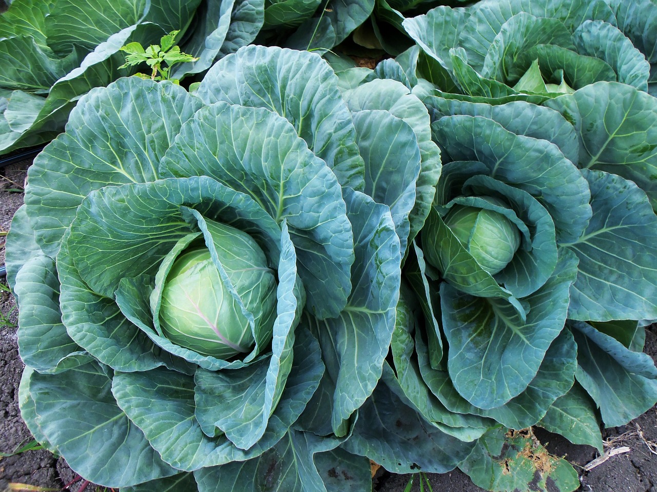 col cabbage cabbages free photo