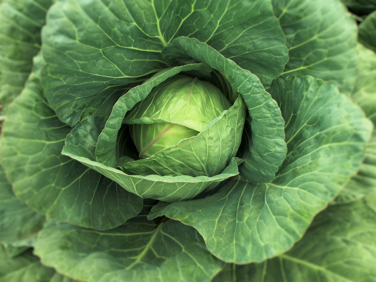 col cabbage vegetable free photo