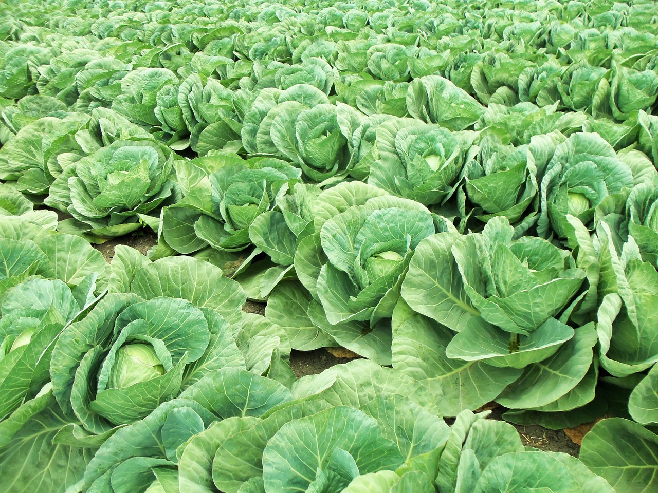vegetable field cabbages free photo